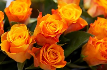 Orange roses background