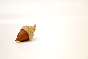 Brown acorn