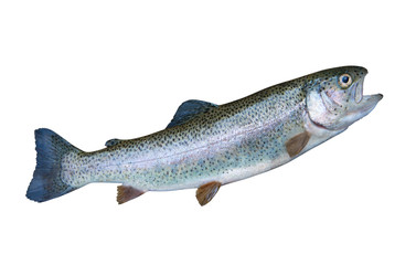 Rainbow Trout