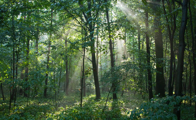 Fototapeta na wymiar Misty w lesie rano