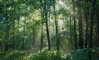 Fotobehang Misty forest at morning © Aleksander Bolbot