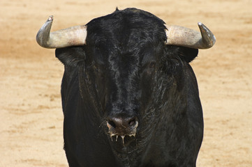 cabeza de toro