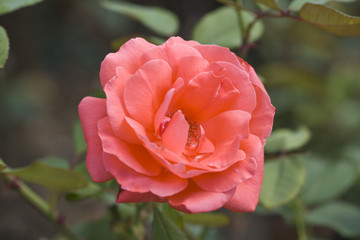 A perfect pink rose growing in a garden