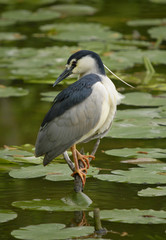 nycticorax bird