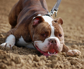Bulldogge