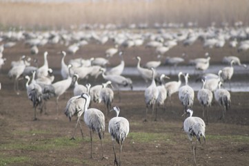 Migrating grey cranes over lake at spring on the way back