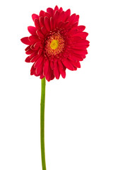 Beautiful brightly red flower on a white background