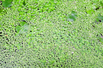 water is covered a duckweed