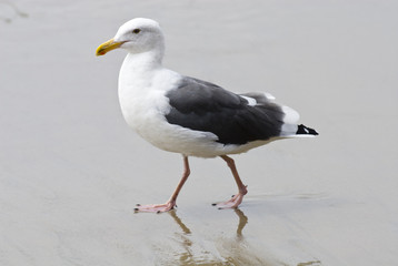 seagull walking on sandy beach, larus glaucescens