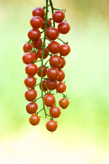 Close-up of cherry tomatoes on branch
