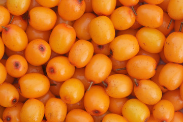 Sea-buckthorn berries.