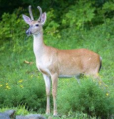 whitetail buck in velvet in a classic pose