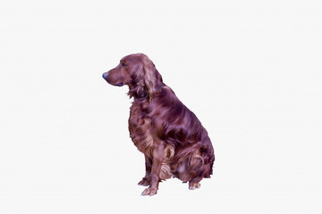 Irish Setter