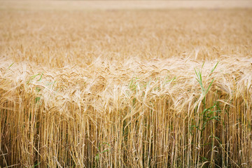 wide field of golden ripe wheat closeup