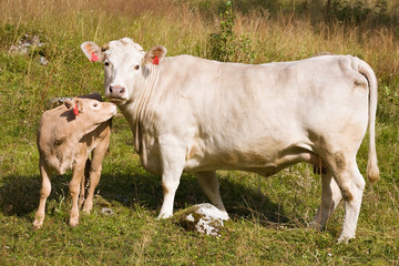 Naklejka na ściany i meble ps krowa z cielaka na trawie