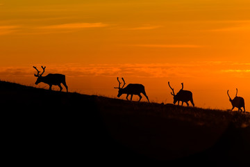 black deers silhouettes on orange sunset sky background