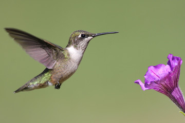 Fototapeta na wymiar Juvenile Ruby-throated Hummingbird