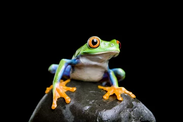 Crédence de cuisine en verre imprimé Grenouille frog on a rock closeup and isolated on black