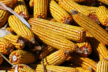 Close-up image of Indian corn, crib