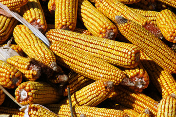 Fototapeta na wymiar Close-up image of Indian corn, crib