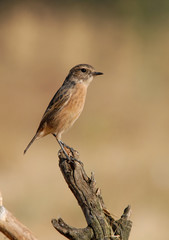 tarabilla norteña