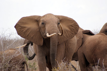 Fototapeta na wymiar wściekły słoń II