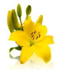 fleur de lys jaune sur fond blanc avec reflets