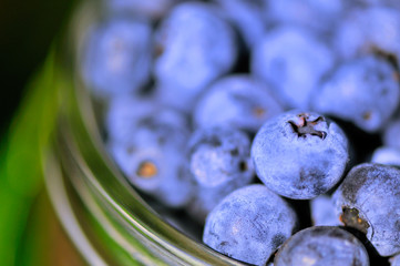Blue berries in glass outdoor