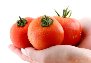 Fresh red wet tomatoes in hand, very soft focus