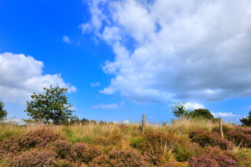 Heather with blue sky and fence