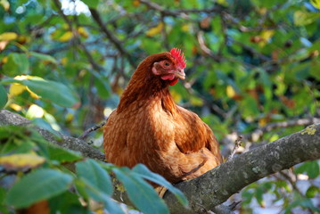 Gallina