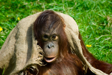 cute baby orangutan playing on the grass © Eric Gevaert