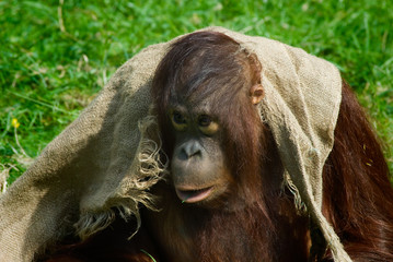 cute baby orangutan playing on the grass © Eric Gevaert