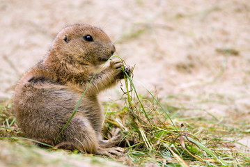 close-up of a cute prairie dog