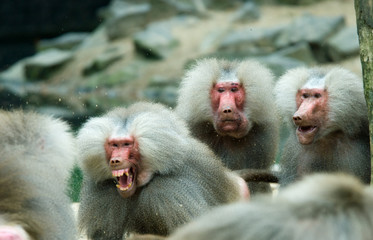 baboon monkey in a fight with two monkeys looking suprised