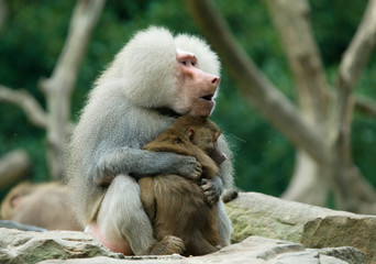 two baboon monkeys in love
