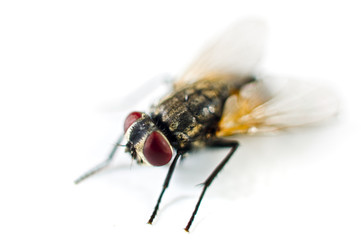 close up of a fly isolated on white