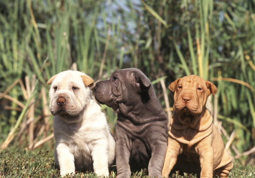 chiots sharpei campagne