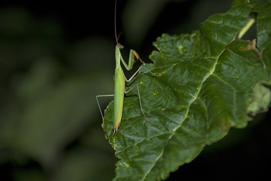 Mantis