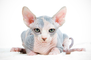 Funny sphinx cat looking tired