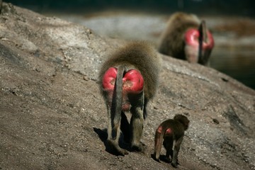 fesses de babouins