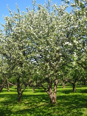 Fototapeta na wymiar Apple garden in blossom, vertical.