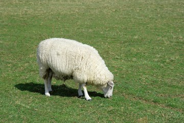 Obraz premium Sheep grazing on a green field