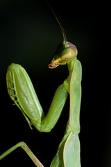 A mantis on black background
