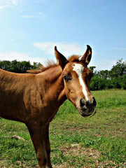 Obraz premium cavallo