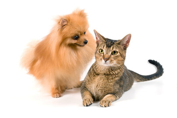 The spitz-dog and cat on a neutral background