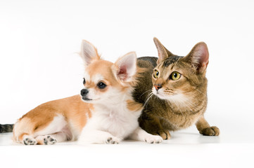 The puppy chihuahua with a cat
