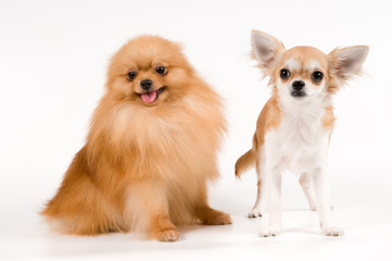 Obraz premium The puppy chihuahua and spitz-dog