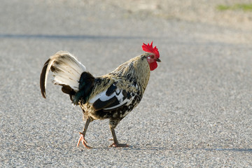 Black & white hen on the road