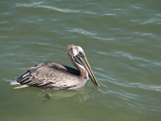 Pelican in the water 009